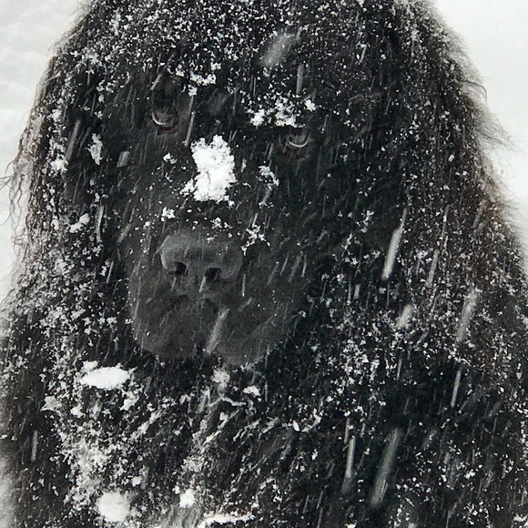 Meet your Posher, SjC - Picture 6 of 16